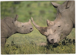 WHITE RHINOCEROS (Diceros Simus) With YOUNG - (South Africa) - Rhinocéros