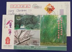 Jidong Primitive Torreya Grandis Forest & Seed,bamboo Forst,plum Blossom,CN 08 Pingshui Construction Pre-stamped Card - Trees