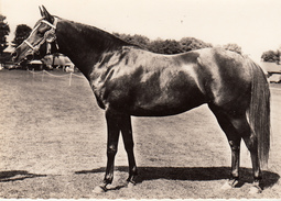 Cheval - Pur Sang Arabe ( élevage Anglais) - Horses