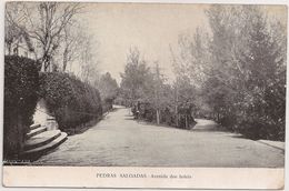 Postal Portugal - Pedras Salgadas - Avenida Dos Hoteis (Ed. Marques Abreu & Cª.) - CPA - Carte Postale - Postcard - Vila Real