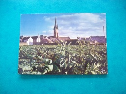 Carte Postale De Plouescat: Dans La Zone Légumière Du Léon - Plouescat