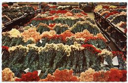 PAYS-BAS : AALSMEER - INTERIOR FLOWER AUCTION - Aalsmeer