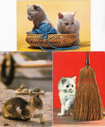 Lot 3 Postcards CATS - Chats