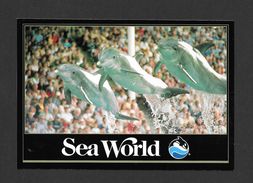ORLANDO - FLORIDA - SEA WORLD - LEAPING DOLPHINS PRESENT A DAZZLING FINALE TO THE DOLPHIN SHOW - BY SEA WORLD - Orlando