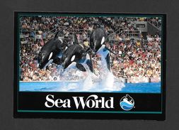 ORLANDO - FLORIDA - SEA WORLD - SHAMU KANDU AND NAMU LEAP TO DELIGHT THEIR AUDIENCE - BY SEA WORLD - Orlando