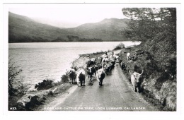 RB 1161 - Real Photo Postcard - Highland Cattle On Trek Loch Lubnaig Callander Stirling - Stirlingshire