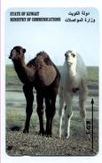 Chameau  CAMEL Animal Télécarte Koweit  Phonecard (S.246) - Koweït