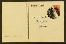 BISECT USED ON POSTCARD Coloured Picture Postcard Produced For Mariannhill Mission, Franked With KGV 1d, Cancelled... - Unclassified