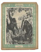 Gorille Singe Protège-cahier Couverture De Cahier Corbeil Crété Fin XIX  Didactique Au Dos. Etat Moyen Mais RR. - Animaux