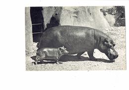 CPA - Comité Enfance - Hippopotame Et Son Petit - Parc Zoologique Bois De Vincennes - Hippopotamuses