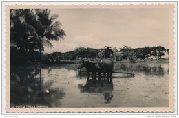 CPSM Carte Photo - INDOCHINE - Le Buffle Tire La Charrue - Viêt-Nam