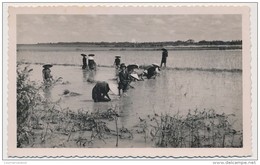 CPSM Carte Photo - INDOCHINE - Le Repiquage Du Riz - Vietnam