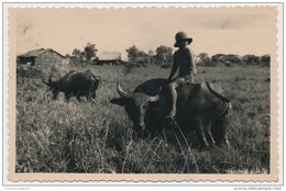 CPSM Carte Photo - INDOCHINE - Gardien De Buffle - Vietnam