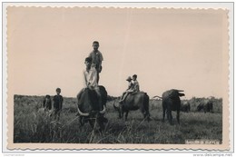 CPSM Carte Photo - INDOCHINE - Gardien De Buffle - Viêt-Nam