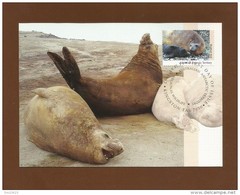 AAT 1992  Mi.Nr. 91 ,  Elephant Seal - Maximum Card - First Day  14 May 1992 - Maximumkaarten