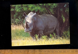 RHINOCEROS Blanc White Rhino Witrenoster Afrique Du Sud South Africa 1997 - Rhinoceros