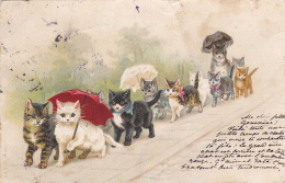 Chats Humanisés - Cortège De Chats En Couple Avec Ombrelles - Circulé 1906, Mauvais état - Dressed Animals