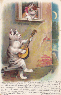 Chats Humanisés - Sérénade à La Mandoline Au Clair Du Croissant De Lune - Circulé 1904, Mauvais état - Dressed Animals