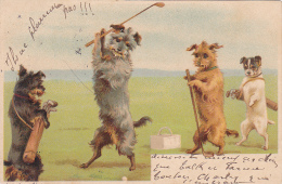 Chiens Humanisés - Partie De Golf  - Backswing - Le Joueur Prend Son élan - Circulé 1905 - Dressed Animals