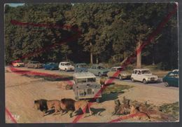 Delcampe - Cpm 7810407 Lions En Liberté Chateau De Thoiry En Yvelines Land Rover , 4 L, 2 Cv , 404 Peugeot, Austin Mini - Thoiry