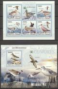 Comores 2009, Animals, Birds Sandpipers, 5val In BF +BF IMPERFORATED - Albatros