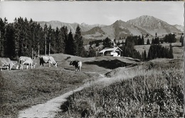 Hirschegg-Wäldele - Bruder-Klaus-Kapelle Mit Gundkopf - Kühe (vaches) - Gebr. Metz - Carte Non Circulée - Otros & Sin Clasificación