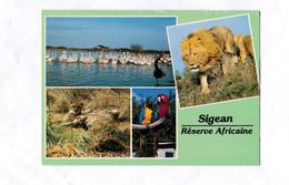 11 Sigean Réserve Africaine  Etang Oiseaux  Lion Guépard  Ara Ararauna  Ara Chloroptère BE - Sigean