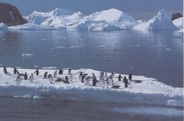 TAAF / Terres Australes Et Antarctiques Françaises : Not Travelled Postal Stationery: ANTARCTICA,ICEBERG,PINGUIN,PENGUIN - Antarktischen Tierwelt