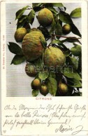 T3 Citrons / Lemon, Dr. Trenkler Co. No. 18495 (EB) - Non Classificati