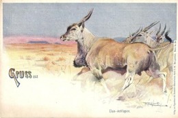 ** Gruss Aus Des Deutschen Kolonialhaueses Muster Series / German Colonial Animal Art Postcards Series - 5 Pre-1945... - Unclassified