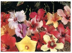 (842) Vanuatu Hibiscus Flowers (with Orchid Stamp At Back Of Card) - Vanuatu