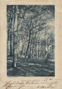 BUCHEN IM HERBST - CPA - P. Bayer, Dresden - 1900 - Arbres