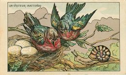 Animaux - Oiseaux - Escargots - Un Visiteur Inattendu - Illustrateurs - Illustrateur A Identifier - état - Oiseaux
