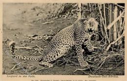 Kolonien Deutsch Ostafrika Leopard In Der Falle 1910 I-II Colonies - Non Classificati