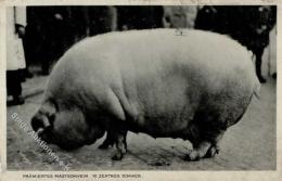 Schwein WK II Reichsnährstandsausstellung  I-II Cochon - Altri & Non Classificati