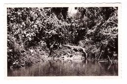 Congo Pointe Noire AEF Caiman Au Repos Sur Les Bords Riviere Loeme Edit Pauleau N°310 Carte Non Voyagée - Pointe-Noire