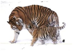 (186) Russia  - Tigre + Tiger Stamp At Back Of Card - Tigres