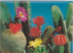 CARTOLINA - POSTCARD - CACTUS - 3D - Cactussen