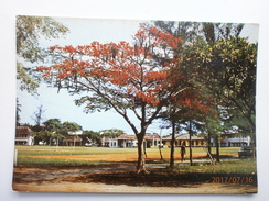 Postcard Lagos Nigeria Flame Tree Yaba College Of Technology Campus  My Ref B21517 - Nigeria