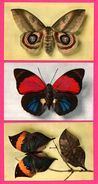 3 Cartes - Papillons - Automeris Janus - Kallima Inachus - Agrias Sardanapalus - Par Le Comité De L'Enfance - DRAEGER - Papillons
