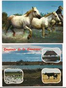 2 Cartes Neuves: Souvenir De La Camargue Et à Travers Les Marais Chevaux Et Gardian - - Meyrargues