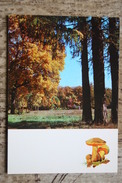 From "Russian Forest" Set  -Rússula  -  Mushroom - Old Postcard - - Champignon 1971 - Hongos
