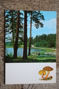 From "Russian Forest" Set  -Rússula  -  Mushroom - Old Postcard - - Champignon 1971 - Hongos