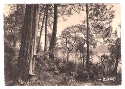 Delcampe - Les Landes De Gascogne : La Fôret De Pins Au Bord Des Lacs ; Ed Vignes, Castets Des Landes, TB - Castets