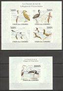 Comores 2010, Animals, Birds Of Indian Region, 4val In BF +BF IMPERFORATED - Albatros