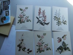 Lot Of 6 Flowers Betty Carnes Kathleen Cassel American Nature Association - Other & Unclassified