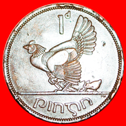 § HEN & CHICKS: IRELAND ★ 1 PENNY 1965! LOW START★ NO RESERVE! - Irlanda