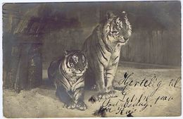 Denmark.  Postcard With Tigers, Sent As Birthday Card 7.1.1908 - Tigres