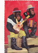 CARTE FANTAISIE ANIMAUX HABILLES.. SINGES MUSICIENS. +TEXTE - Dressed Animals