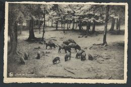 +++ CPA - Forêt De TRANSINNE - Nels  // - Libin